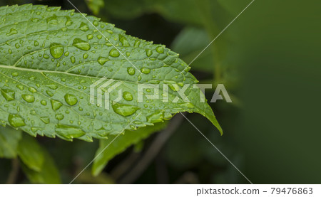 Fresh green water drops leaves leaves early summer rainy season eco-image 79476863