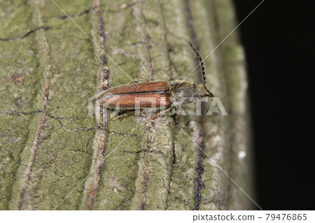 Creatures, insects, German cockroaches, in the thickets of April. If you look closely, the second and third segments of the antennae are granular. 79476865