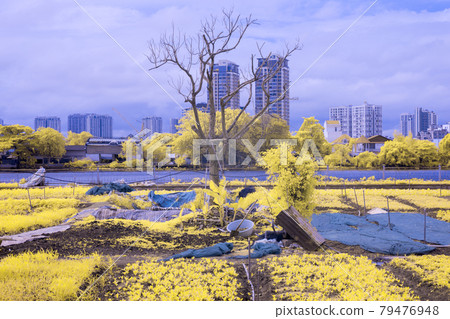 Infrared landscape photo: landscapes in the central area of Ho Chi Minh City. Infrared landscape photo: landscapes in the central area of Ho Chi Minh City. 79476948