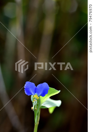 A fragile Commelina communis flower that blooms in the morning and withers in the daytime, with its bright blue color that stands out. 79476970