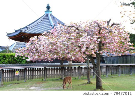 A deer A deer 79477011