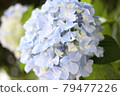 hydrangea   79477226