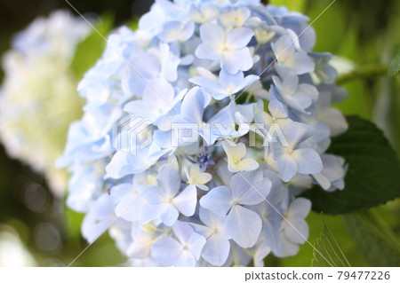 hydrangea hydrangea 79477226