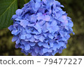 hydrangea   79477227