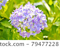 hydrangea   79477228