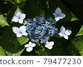 hydrangea   79477230