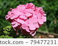 hydrangea   79477231
