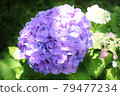 hydrangea   79477234