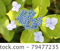 hydrangea   79477235