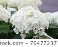 hydrangea   79477237