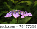 hydrangea   79477239