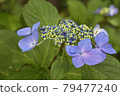 hydrangea   79477240