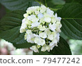 hydrangea   79477242