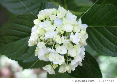 繡球 繡球 79477242