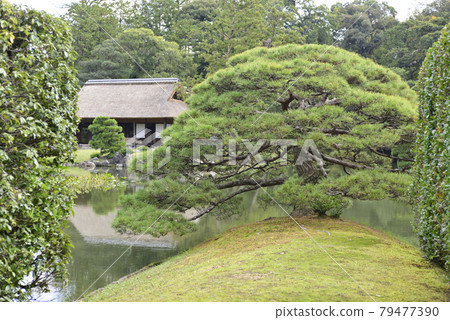 Katsura Rikyu Sumiyoshi's pine 79477390