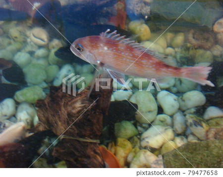 泰國食物 79477658