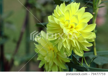 Colorful large flower 79477759