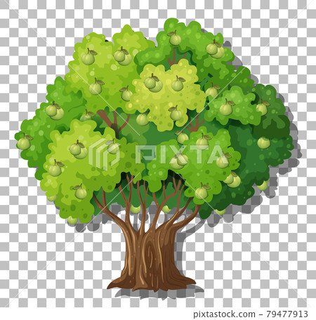 Guava tree on transparent background Guava tree on transparent background 79477913