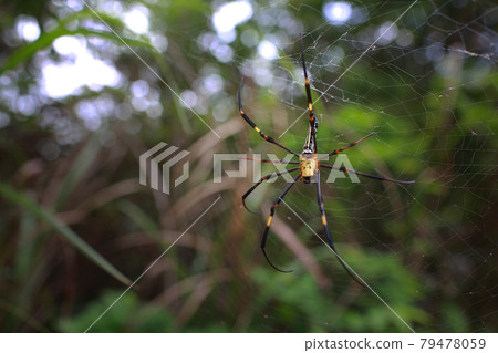giant golden orb weaver on the net giant golden orb weaver on the net 79478059