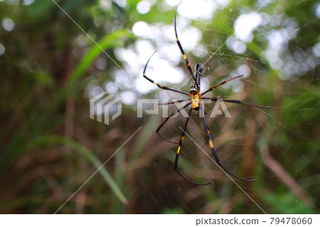 giant golden orb weaver on the net giant golden orb weaver on the net 79478060