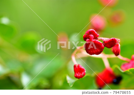 Gonzu的紅色水果 Gonzu的紅色水果 79478655