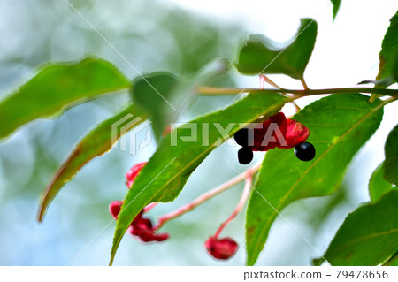 Gonzu's red fruit Gonzu's red fruit 79478656