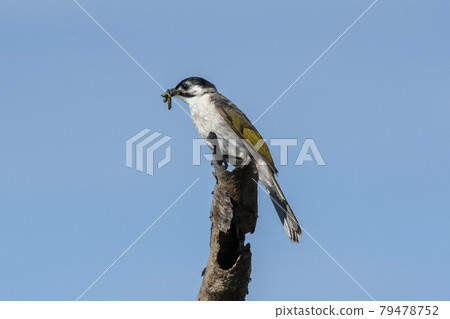 Pycnonotus taivanus, Formosan Bulbul, 烏頭翁 79478752