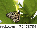 Idea leuconoe clara, great white spotted butterfly 79478756