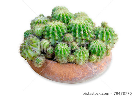 Top view of plenty of spiny cactus in the ceramic pot, focus selective 79478770
