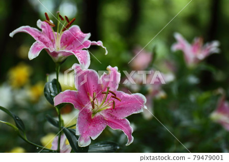 象徵貞潔的花 象徵貞潔的花 79479001