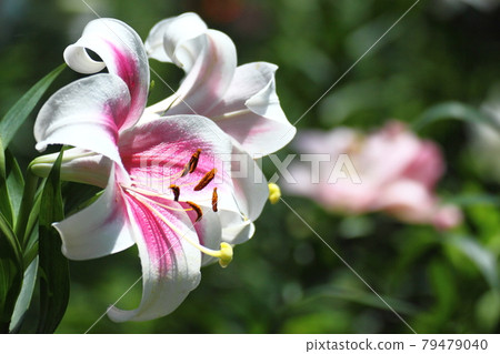A flower that symbolizes chastity A flower that symbolizes chastity 79479040
