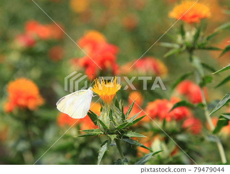 Red flower field and butterflies in full bloom 79479044