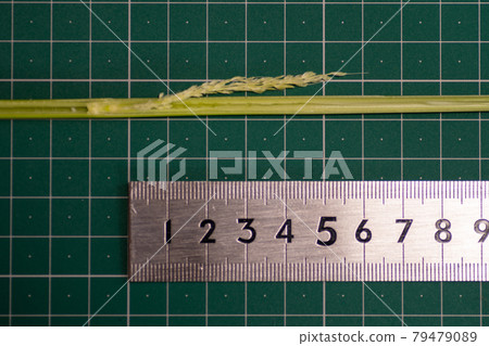 抽穗前12天的稻穗 79479089