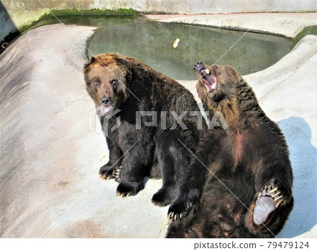 Bear / Kyushu / Aso / Sightseeing 79479124