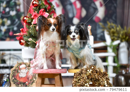 聖誕節背景中推薦的 Papillon 79479611