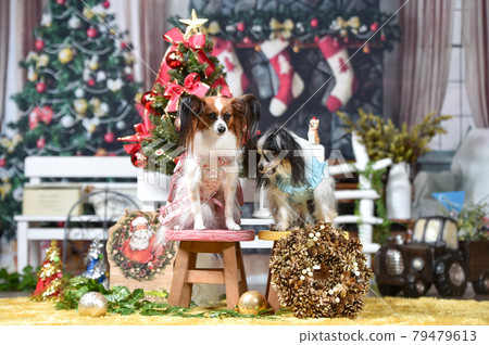 Papillon recommended on Christmas background 79479613