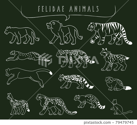 Hand-painted feline illustration set 79479745