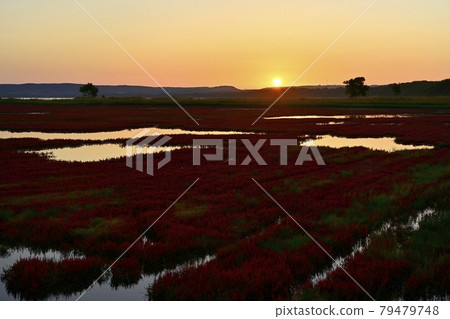 Asahi in the coral grass community in Lake Notoro Ubaranai 79479748