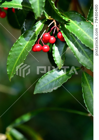 Red fruit of Manjou 79480400