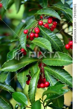 Red fruit of Manjou 79480401