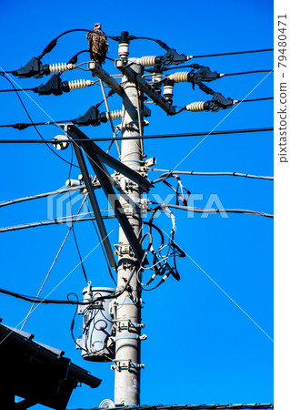 Black kite and utility pole Black kite and utility pole 79480471