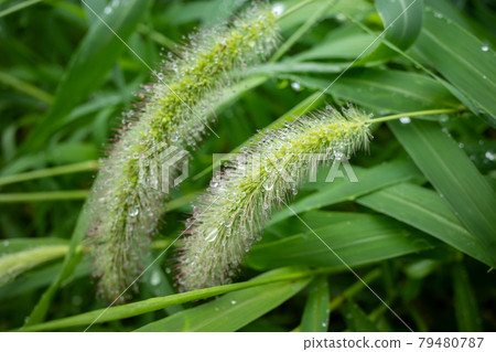 Setaria viridis colony a-1 79480787