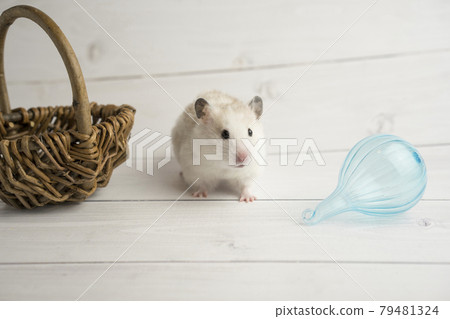 Accessories and golden hamster Accessories and golden hamster 79481324