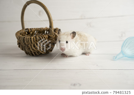 Accessories and golden hamster Accessories and golden hamster 79481325