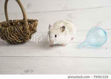 Accessories and golden hamster Accessories and golden hamster 79481326