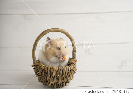 Golden hamster eating carrots in a basket 79481332