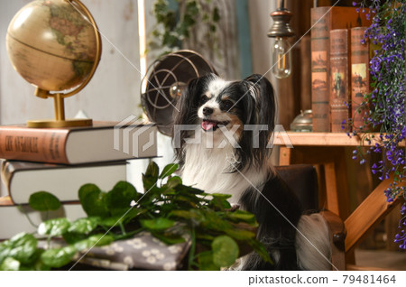 Papillon recommended with a retro background Papillon recommended with a retro background 79481464