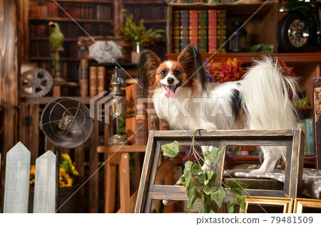 Papillon recommended with a retro background Papillon recommended with a retro background 79481509