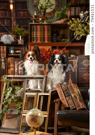 Papillon recommended with a retro background Papillon recommended with a retro background 79481531