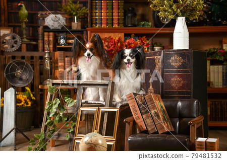 Papillon recommended with a retro background Papillon recommended with a retro background 79481532